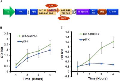 Transgene Pyramiding of Salt Responsive Protein 3-1 (SaSRP3-1) and SaVHAc1 From Spartina alterniflora L. Enhances Salt Tolerance in Rice